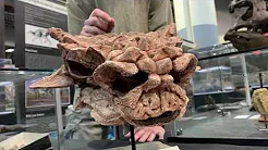 Minotaurasaurus