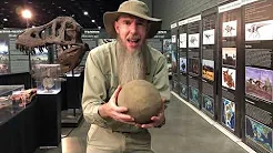 Sauropods